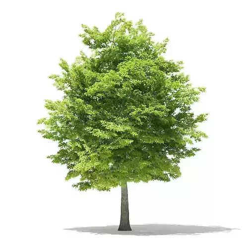 American Hornbeam 3D Model 8m 3D model