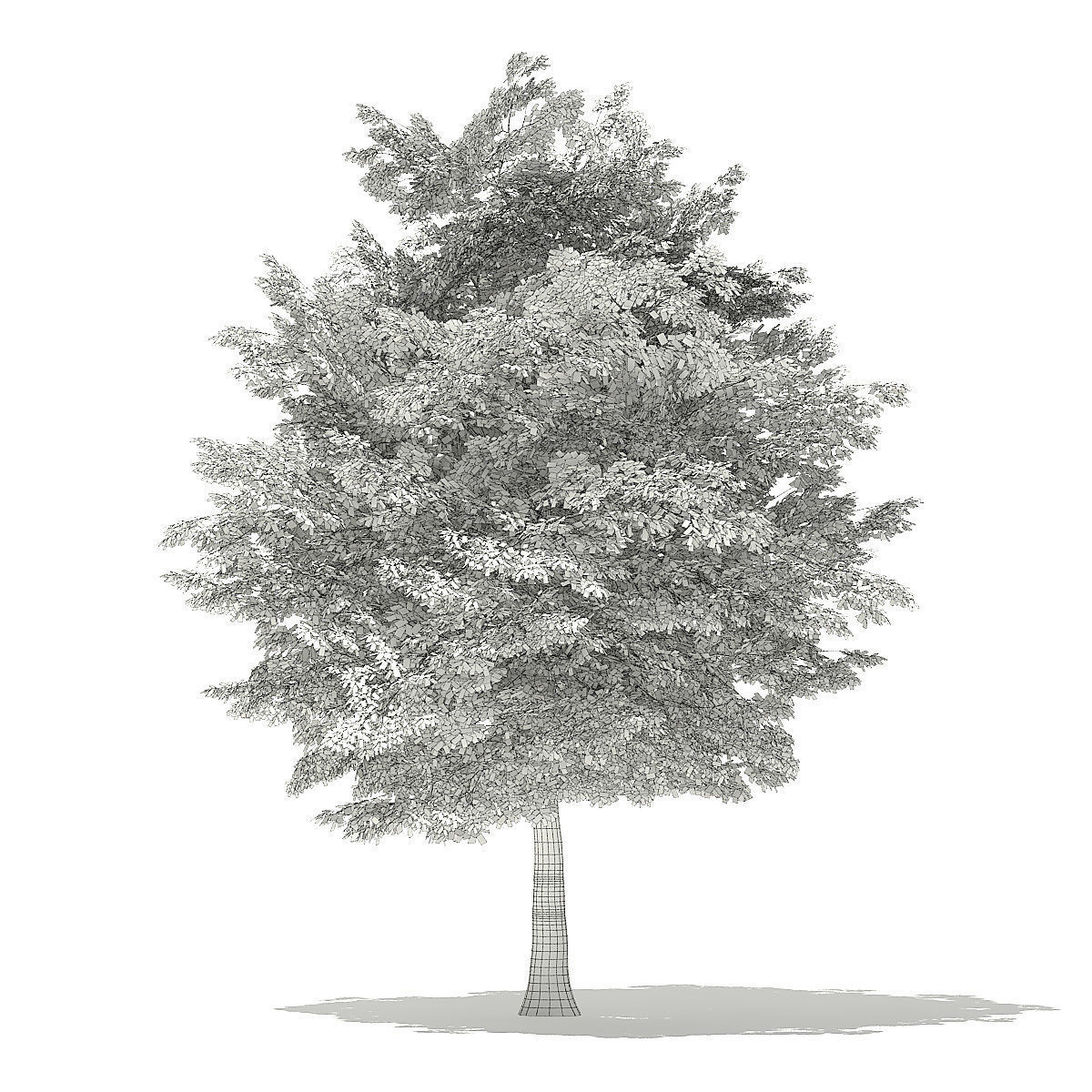 American Hornbeam 3D Model 8m 3D model_1