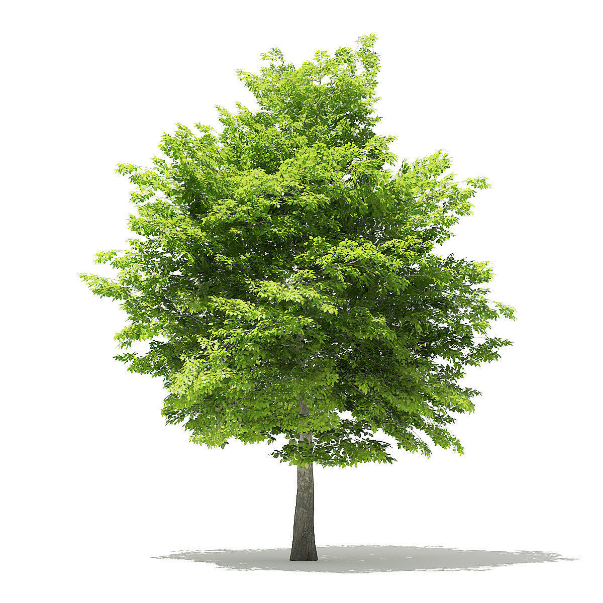 American Hornbeam 3D Model 8m 3D model_6