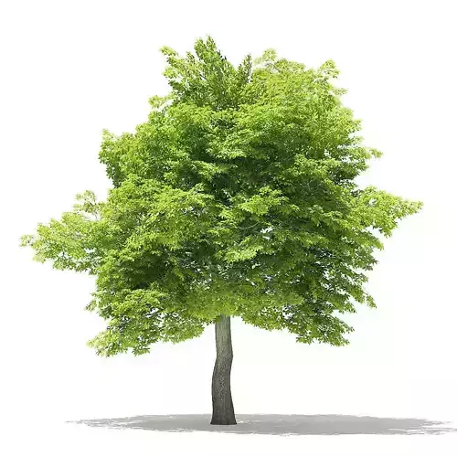 American Hornbeam 3D Model 8m