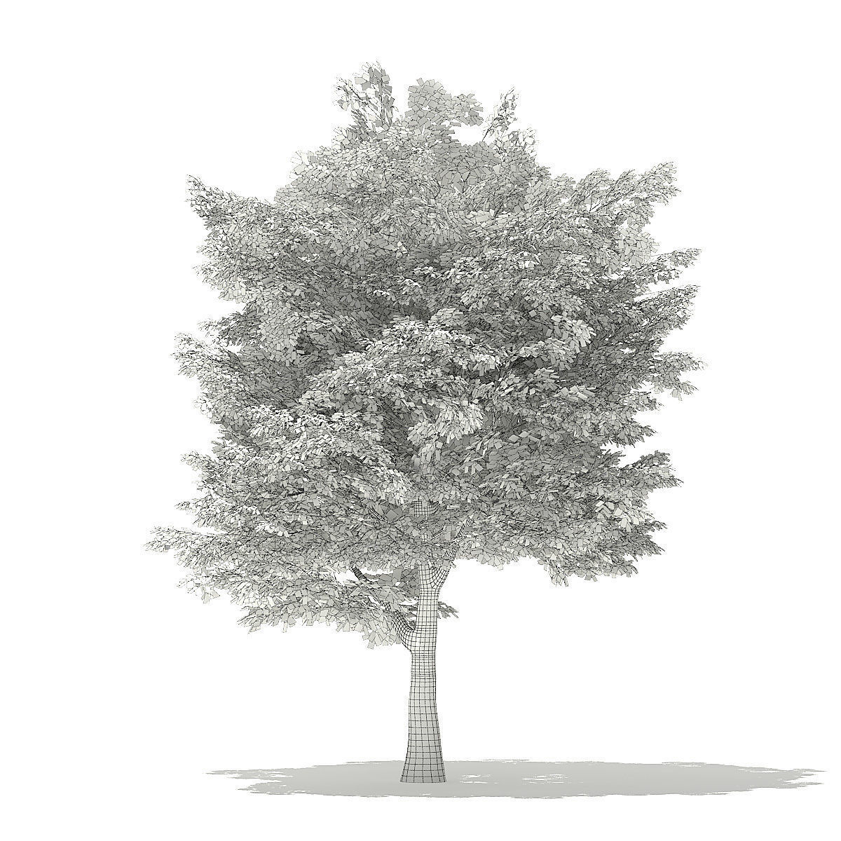 American Hornbeam 3D Model 6m 3D model_5
