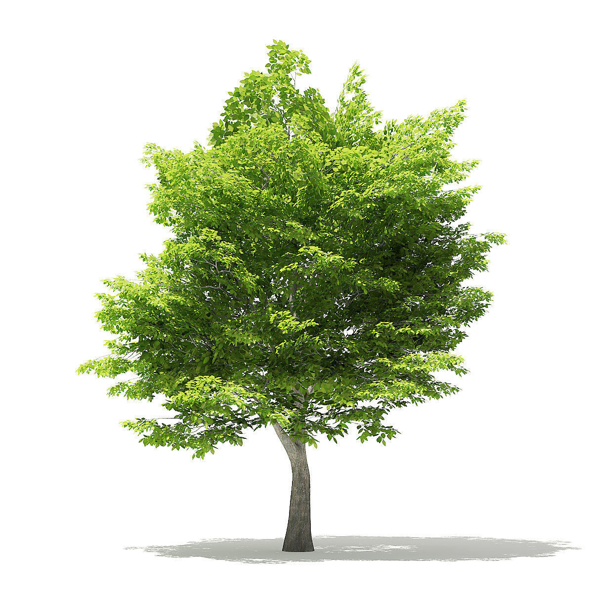 American Hornbeam 3D Model 6m 3D model_2