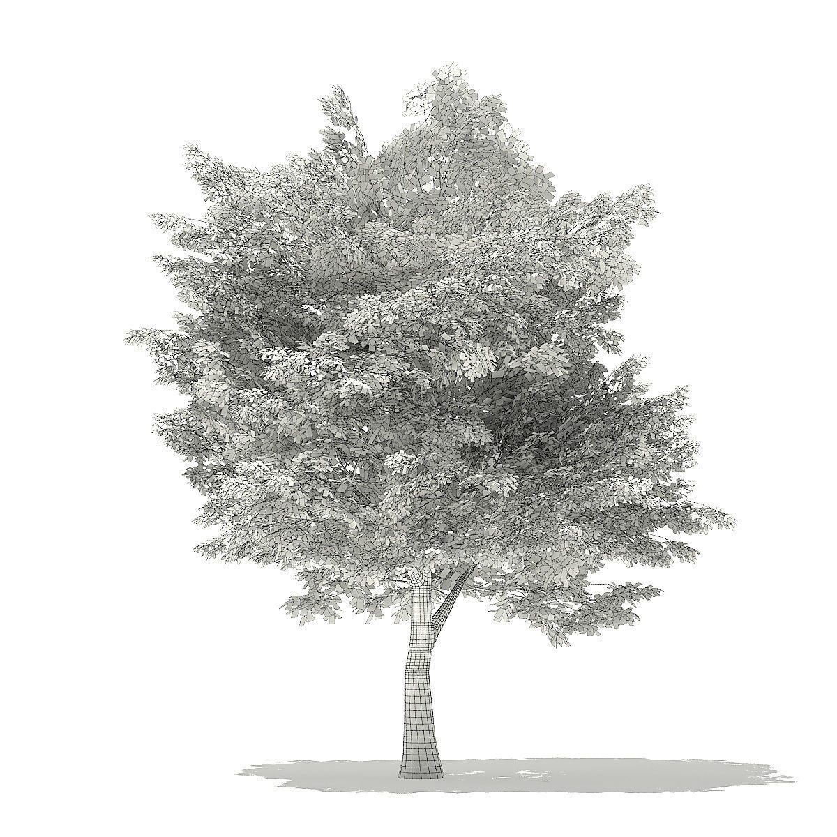 American Hornbeam 3D Model 6m 3D model_7