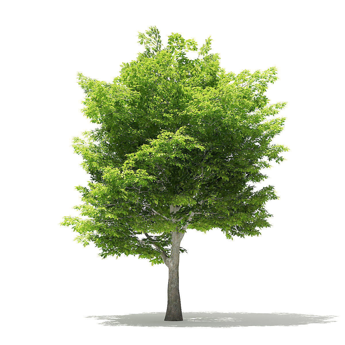 American Hornbeam 3D Model 6m 3D model_4