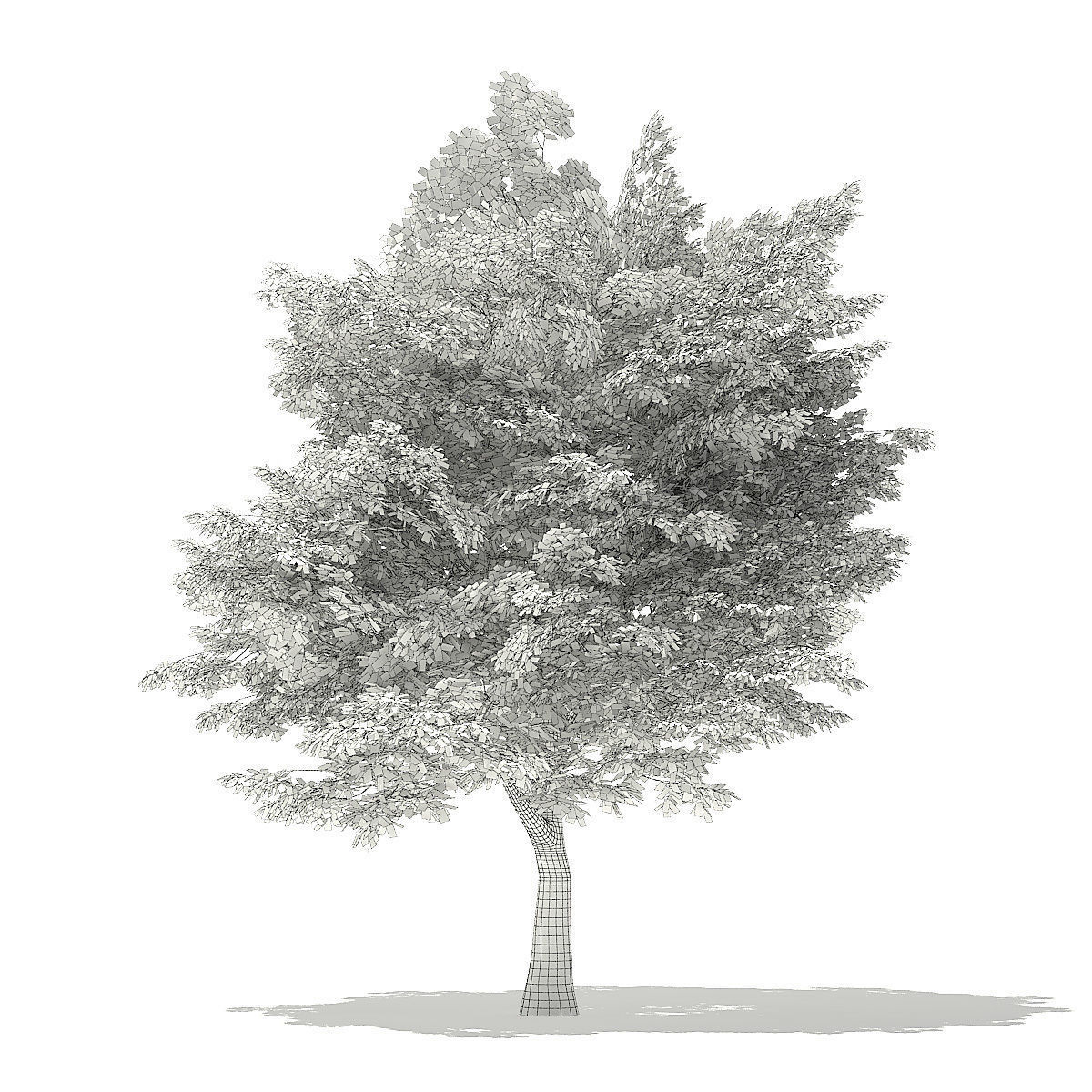 American Hornbeam 3D Model 6m 3D model_3