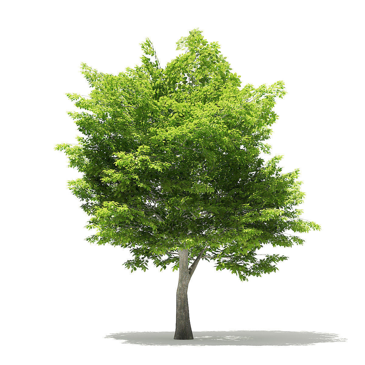 American Hornbeam 3D Model 6m 3D model_6