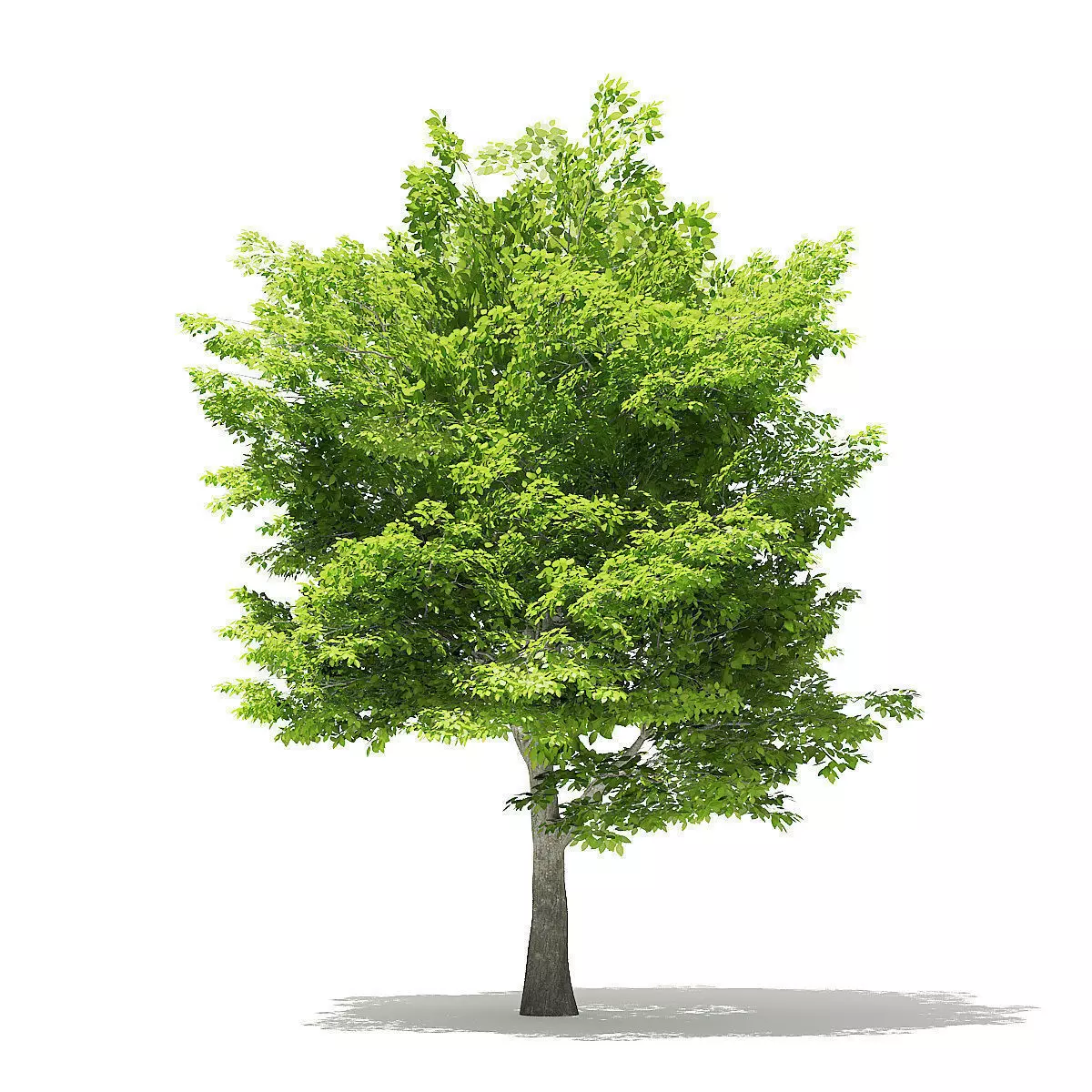 American Hornbeam 3D Model 6m 3D model_0