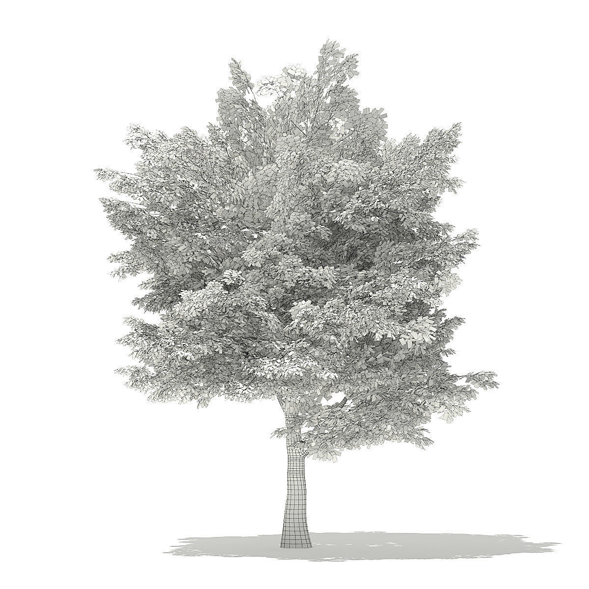 American Hornbeam 3D Model 6m 3D model_1