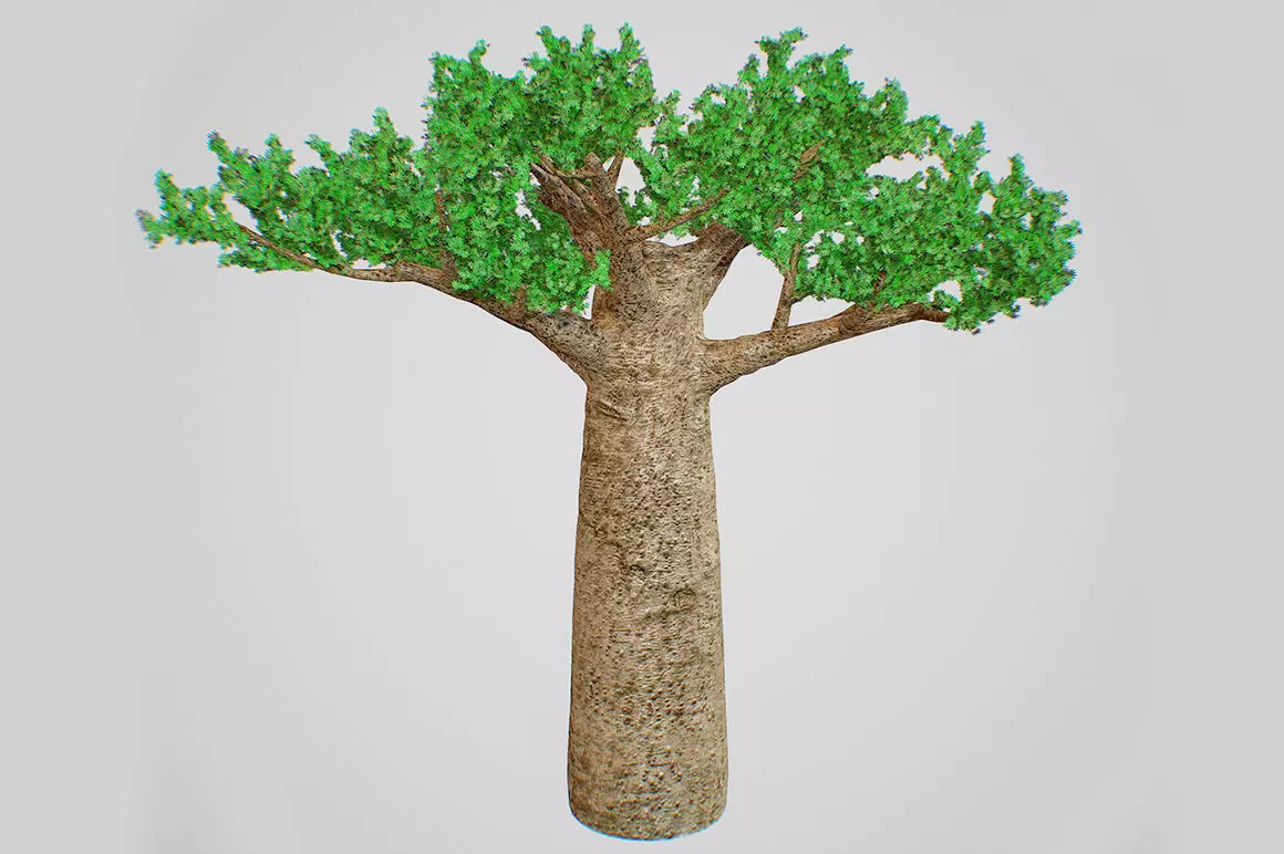 Baobab tree 3D model