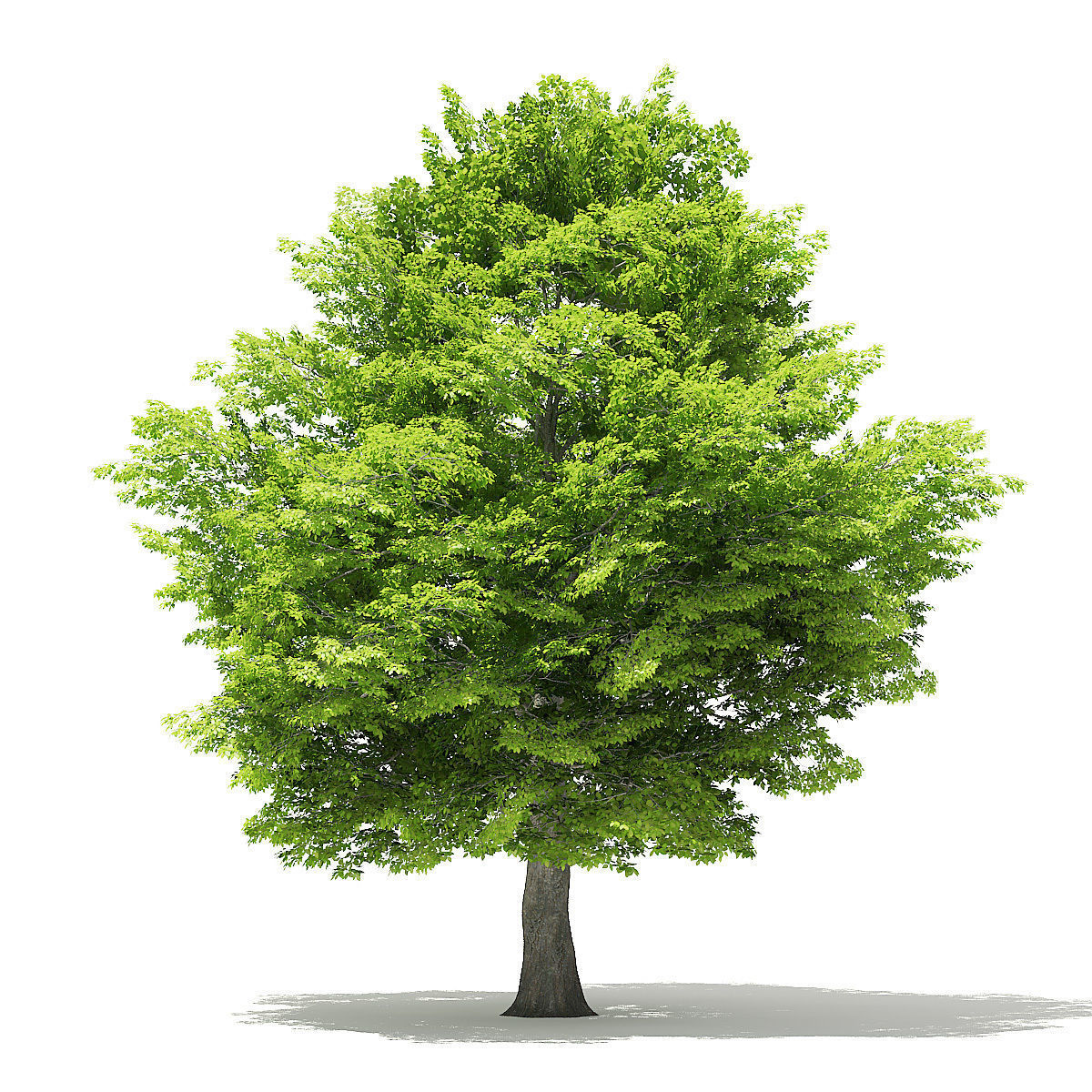 American Hornbeam 3D Model 9m 3D model_4