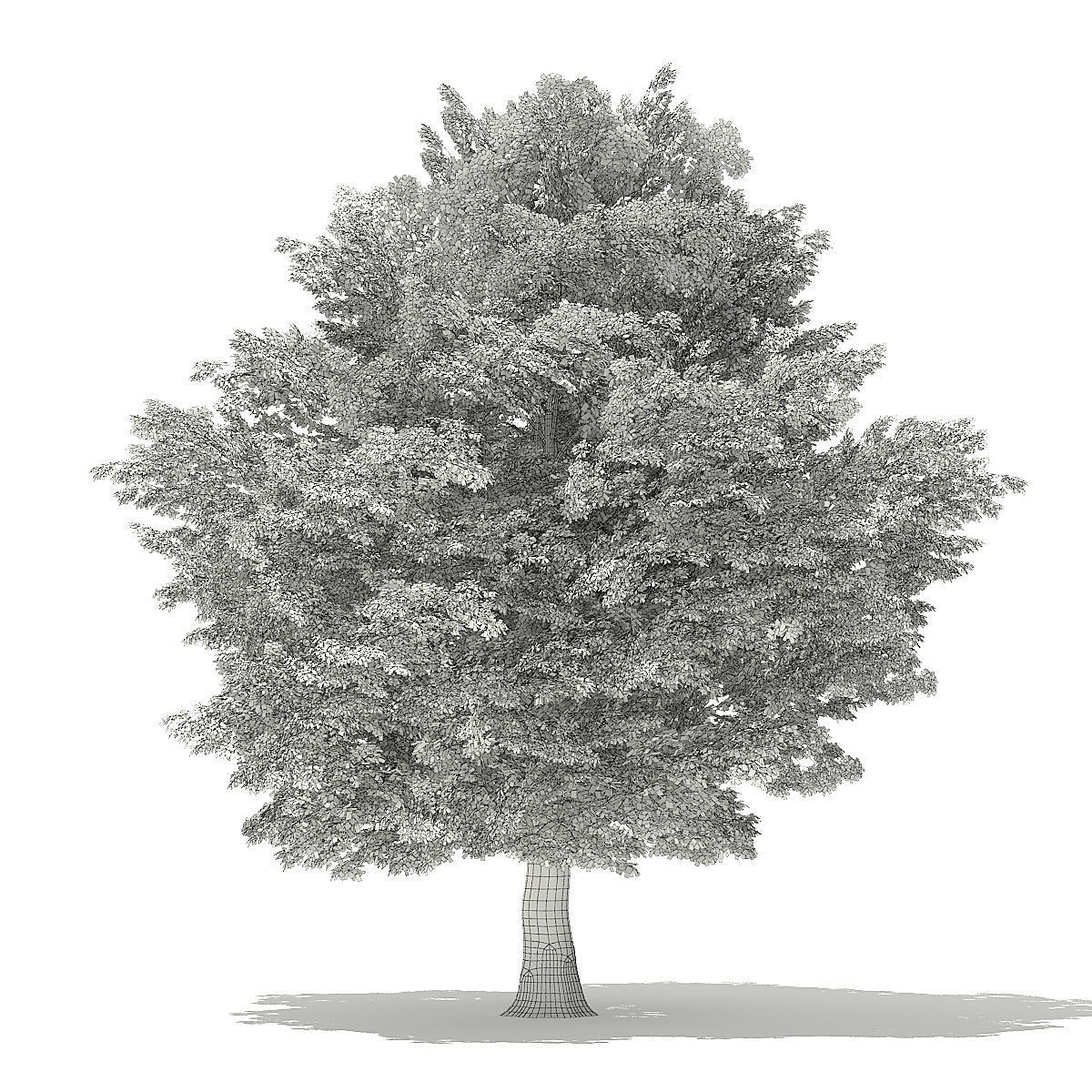 American Hornbeam 3D Model 9m 3D model_5
