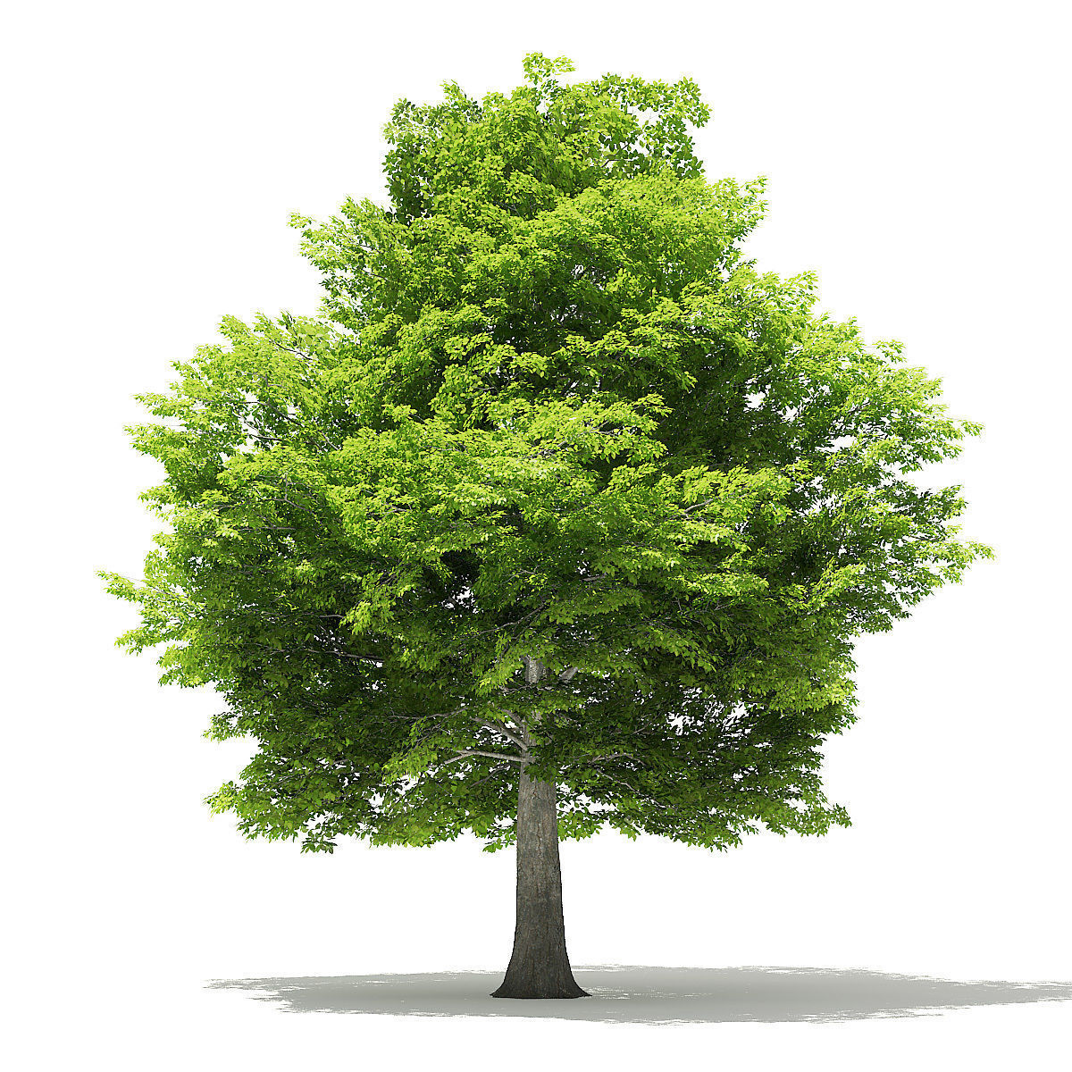 American Hornbeam 3D Model 9m 3D model_6