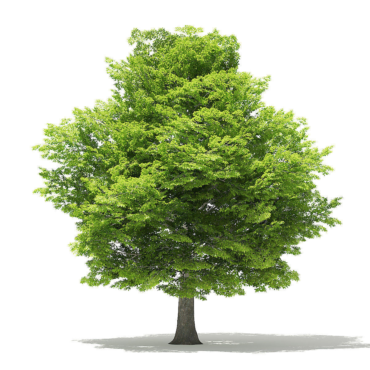 American Hornbeam 3D Model 9m 3D model_2