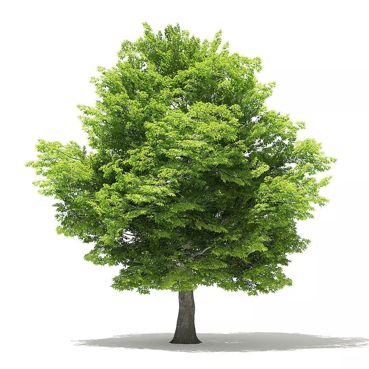 American Hornbeam 3D Model 9m 3D model_0