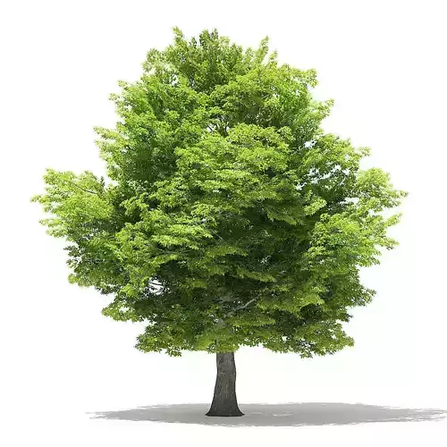 American Hornbeam 3D Model 9m