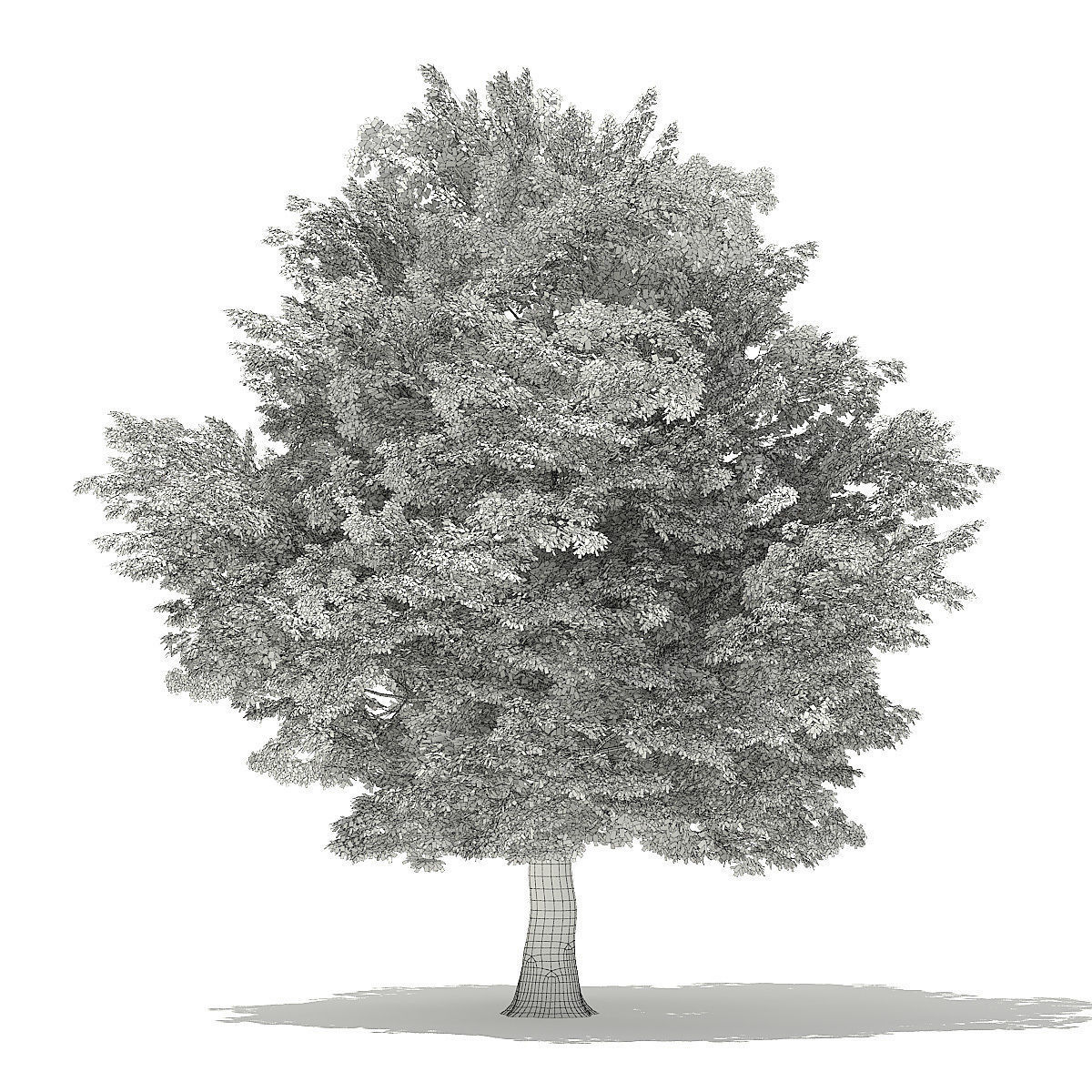 American Hornbeam 3D Model 9m 3D model_1