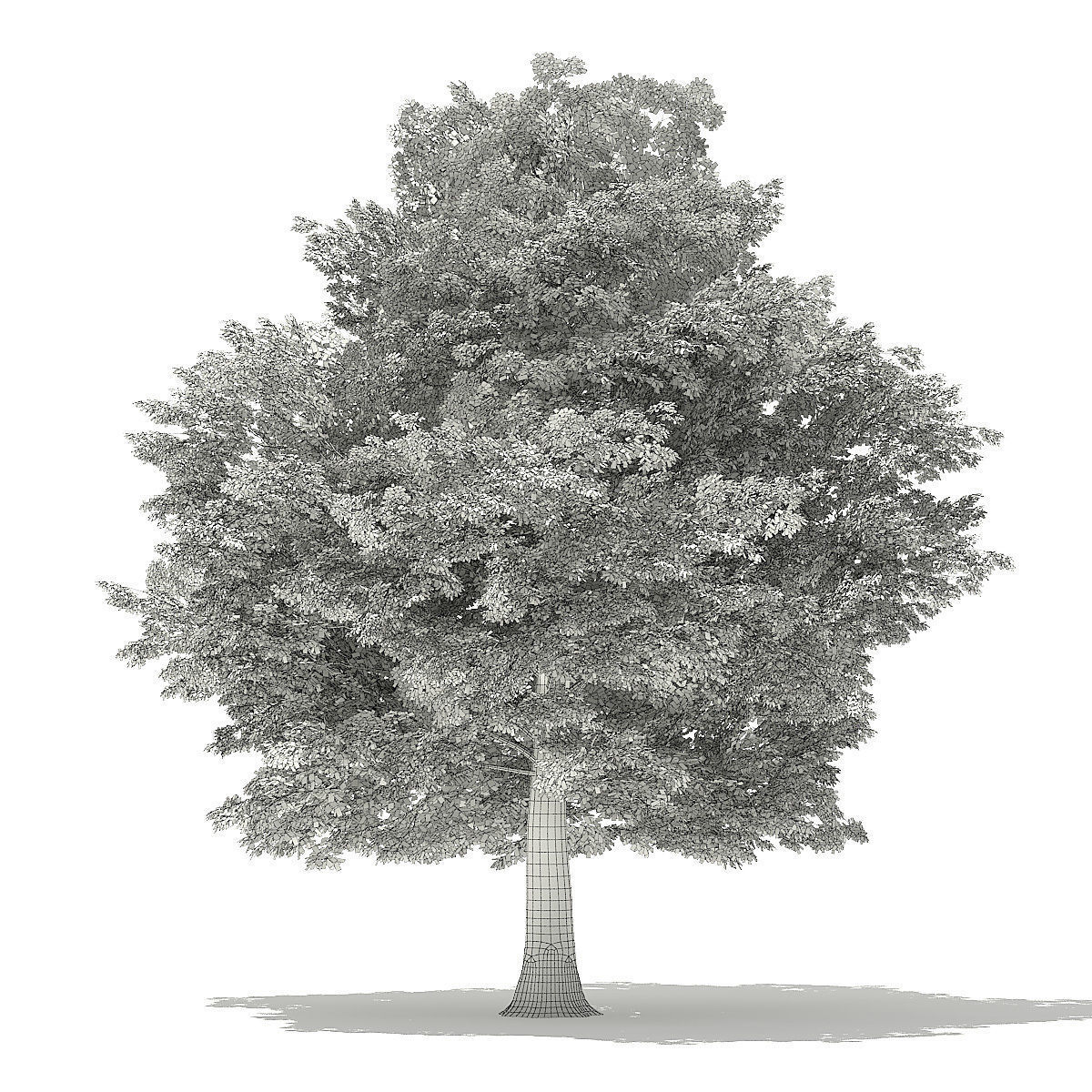 American Hornbeam 3D Model 9m 3D model_7