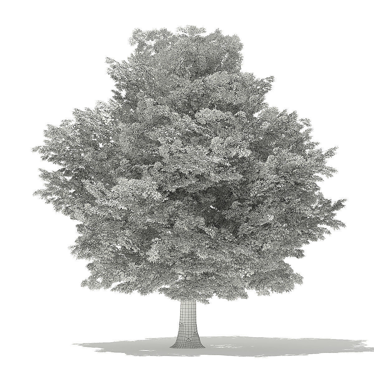 American Hornbeam 3D Model 9m 3D model_3