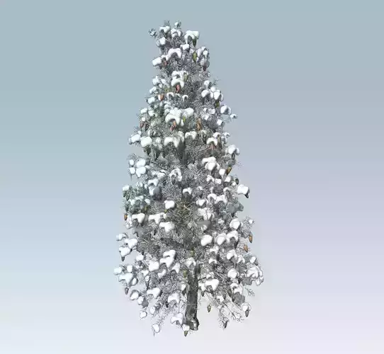Winter spruce 3D model