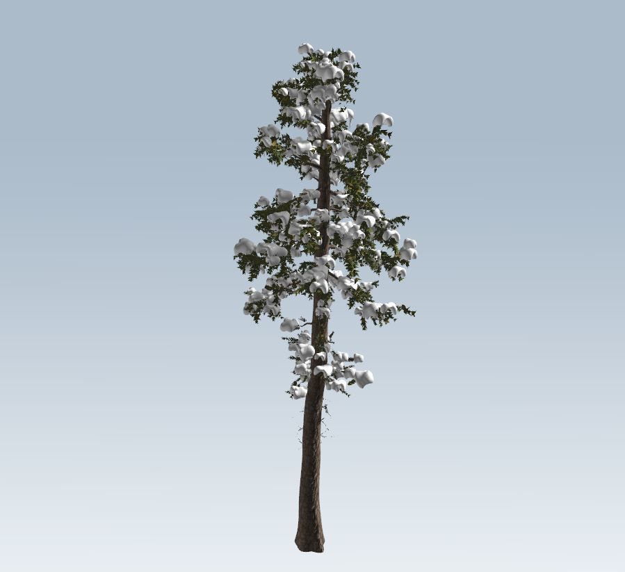 Winter fir tree  3D model_6