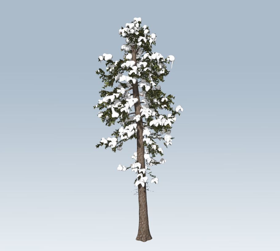 Winter fir tree  3D model_1