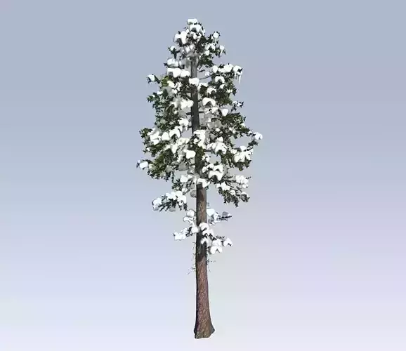 Winter fir tree  3D model