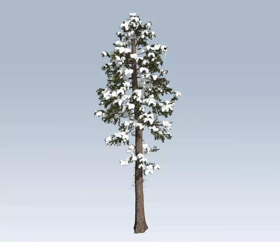 Winter fir tree  3D model_0