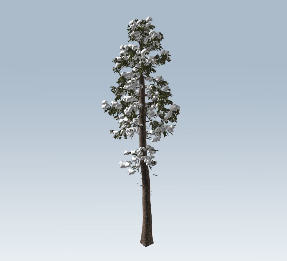 Winter fir tree  3D model_3