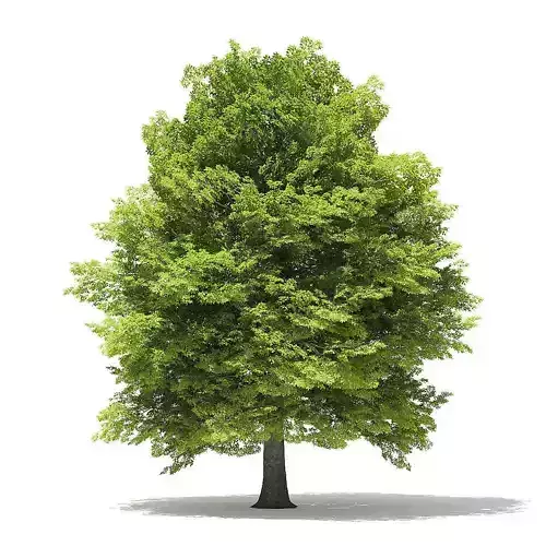 American Beech 3D Model 13m