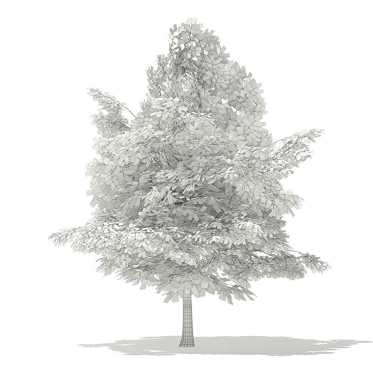 American Beech 3D Model 4m 3D model_1