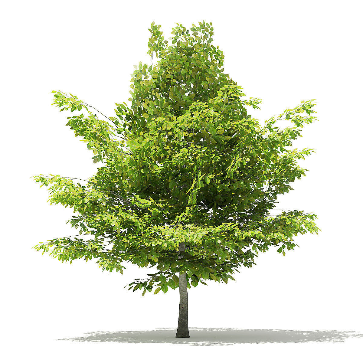 American Beech 3D Model 4m 3D model_6