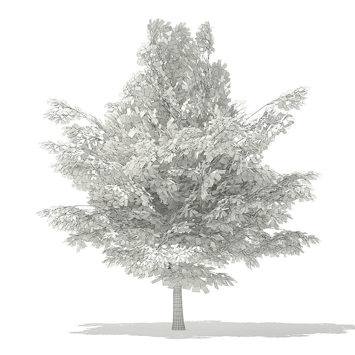 American Beech 3D Model 4m 3D model_3