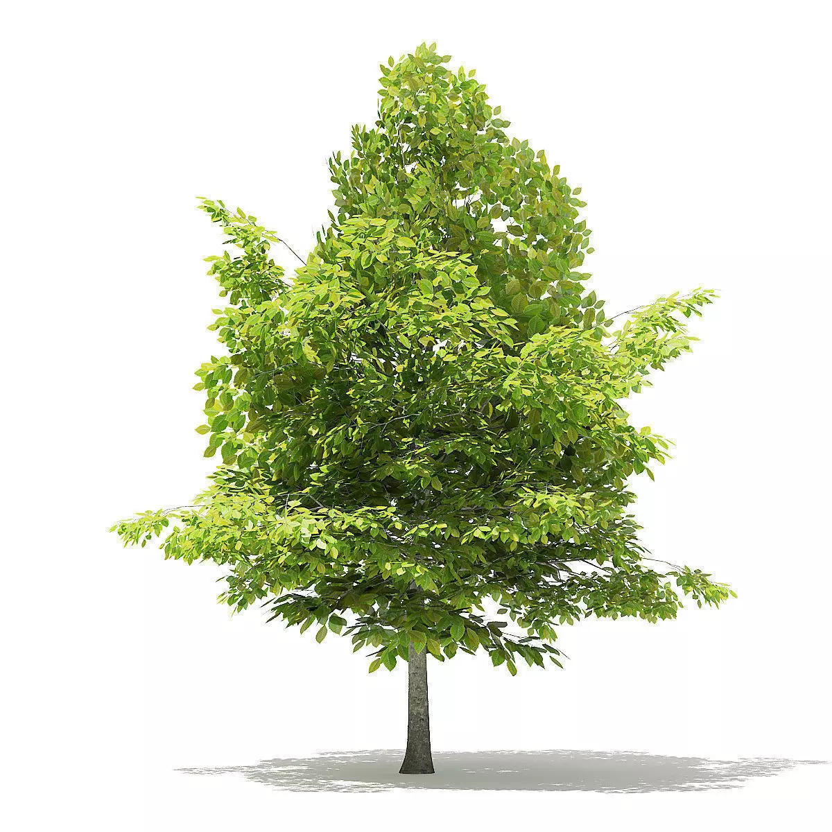 American Beech 3D Model 4m 3D model_0