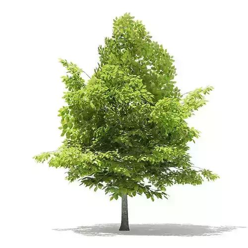 American Beech 3D Model 4m