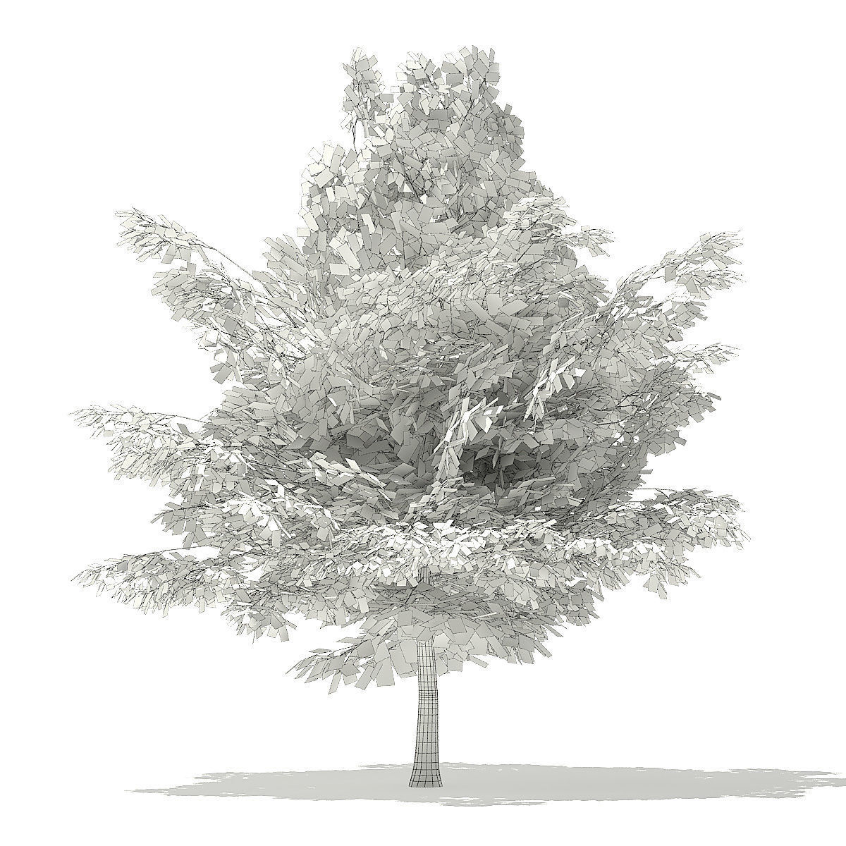 American Beech 3D Model 4m 3D model_7