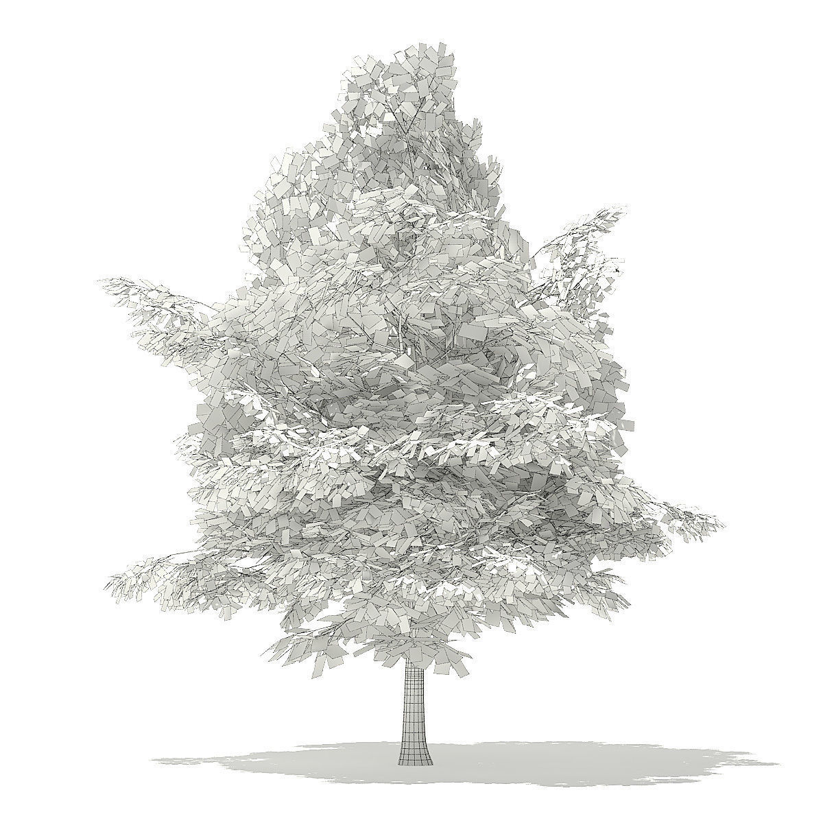 American Beech 3D Model 4m 3D model_5