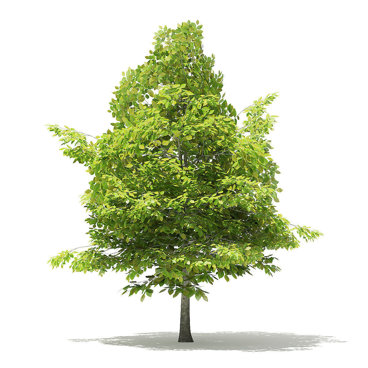 American Beech 3D Model 4m 3D model_4