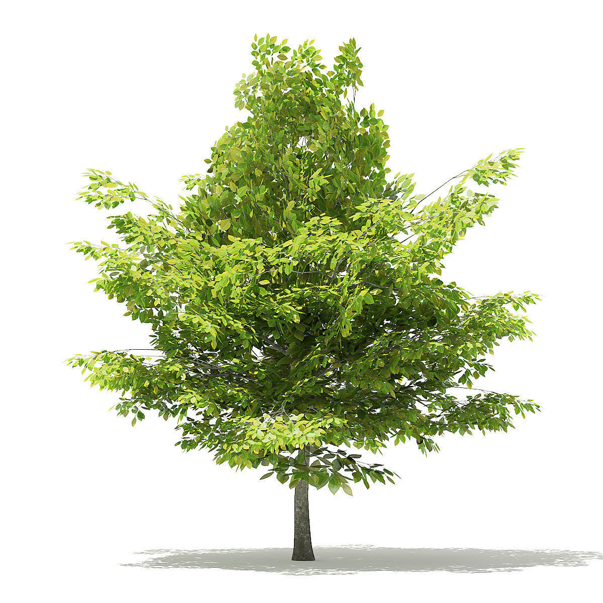 American Beech 3D Model 4m 3D model_2