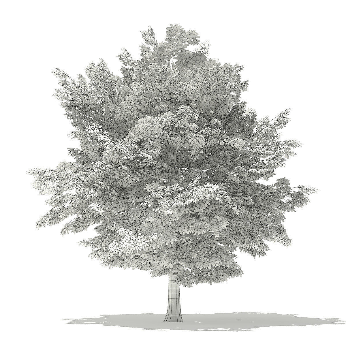 American Beech 3D Model 6m 3D model_7