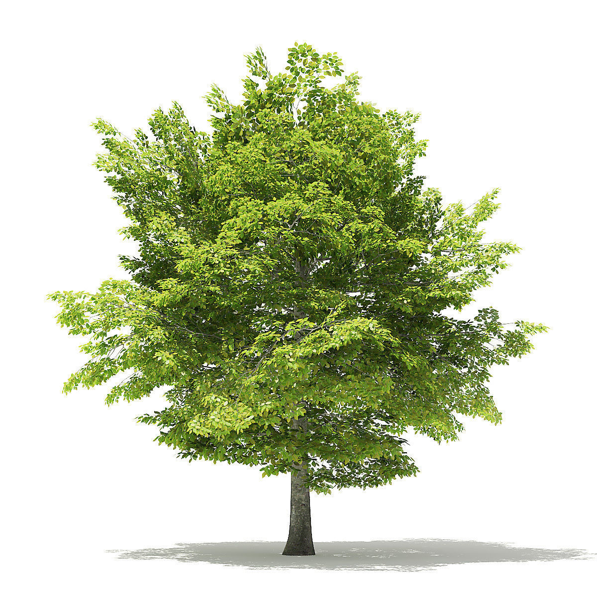 American Beech 3D Model 6m 3D model_6