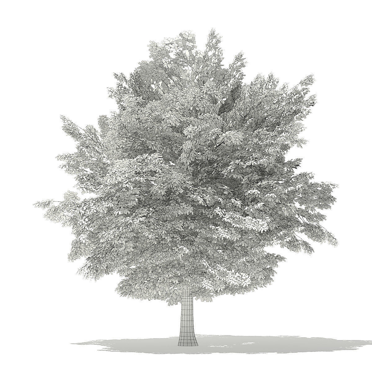 American Beech 3D Model 6m 3D model_3