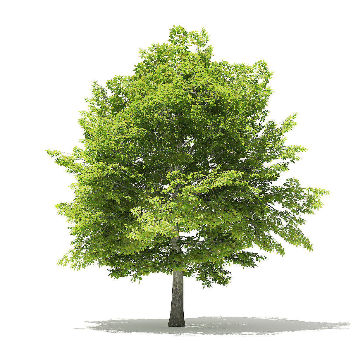 American Beech 3D Model 6m 3D model_4