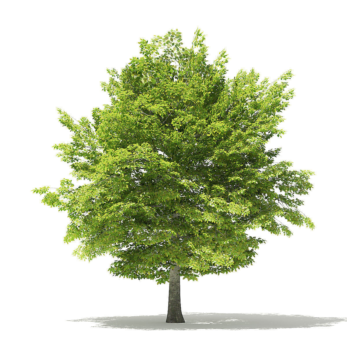 American Beech 3D Model 6m 3D model_2