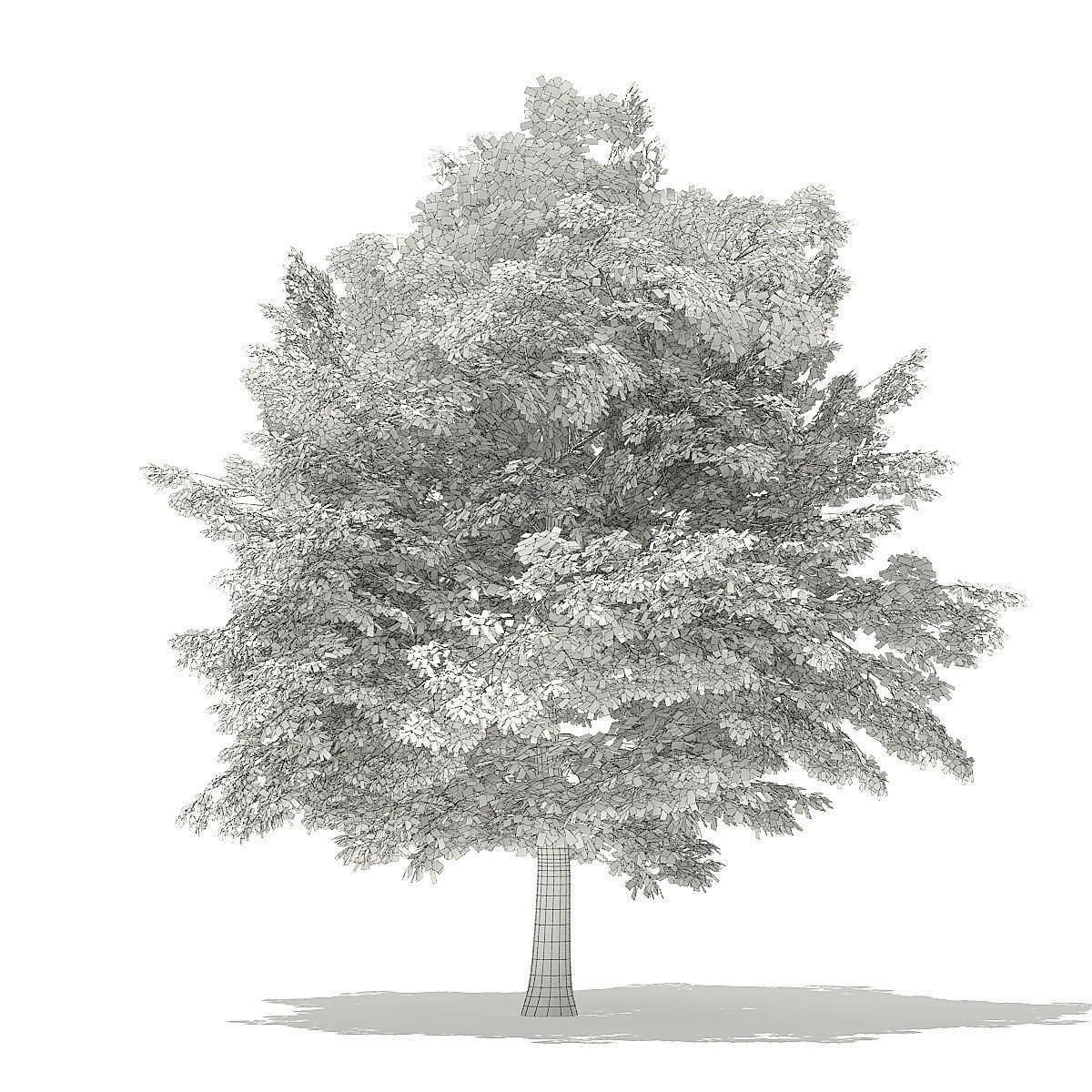 American Beech 3D Model 6m 3D model_5