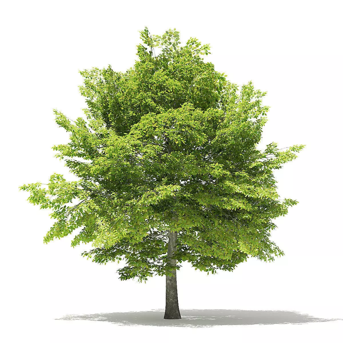 American Beech 3D Model 6m 3D model_0
