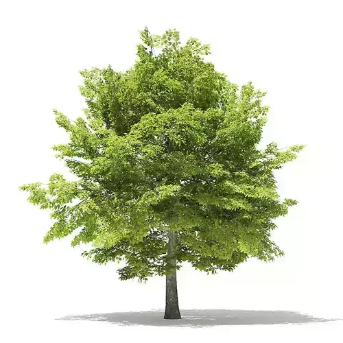 American Beech 3D Model 6m 3D model