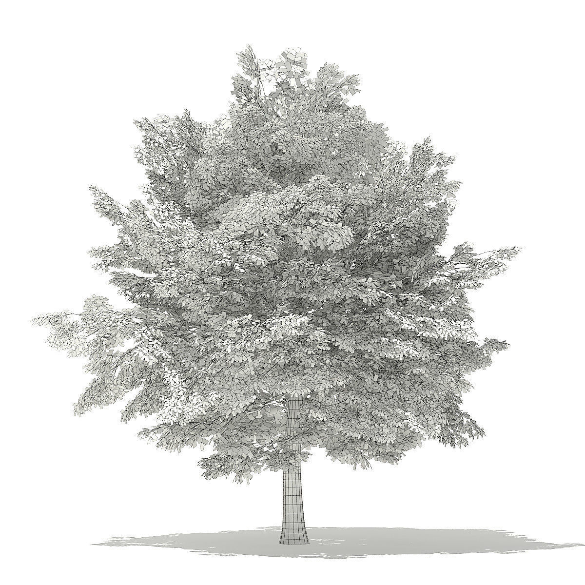 American Beech 3D Model 6m 3D model_1