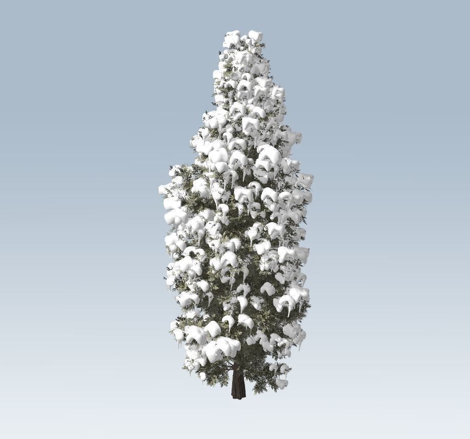 Winter cedar tree 3D model_2