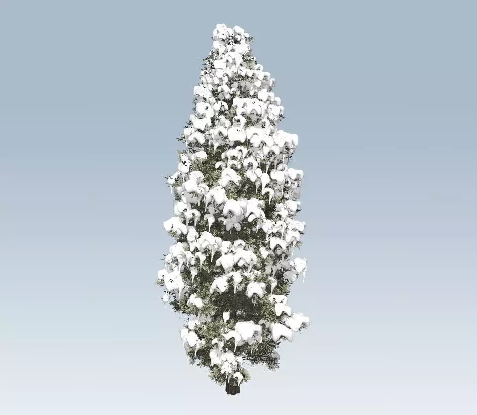 Winter cedar tree 3D model_0