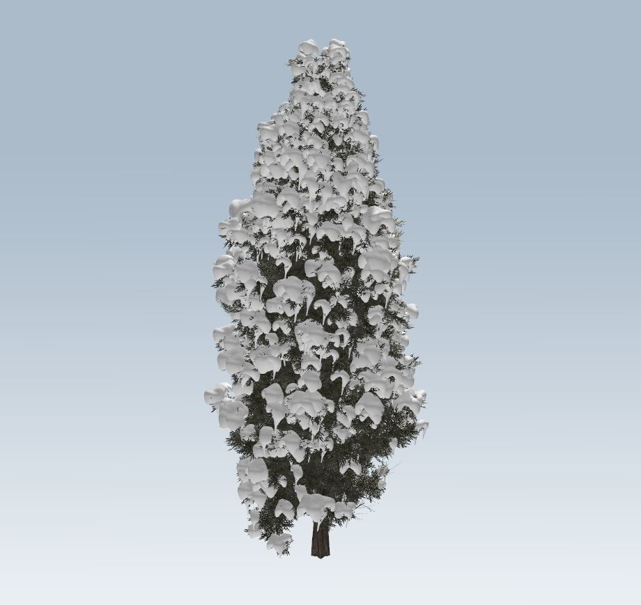 Winter cedar tree 3D model_6
